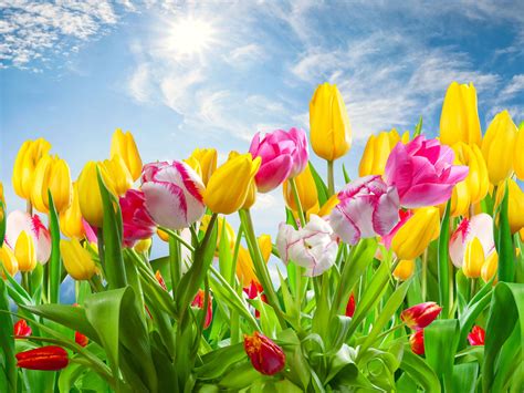 free desktop wallpaper spring flowers